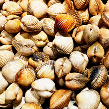 Load image into Gallery viewer, Cockles - Live, Farmed, sold by pound