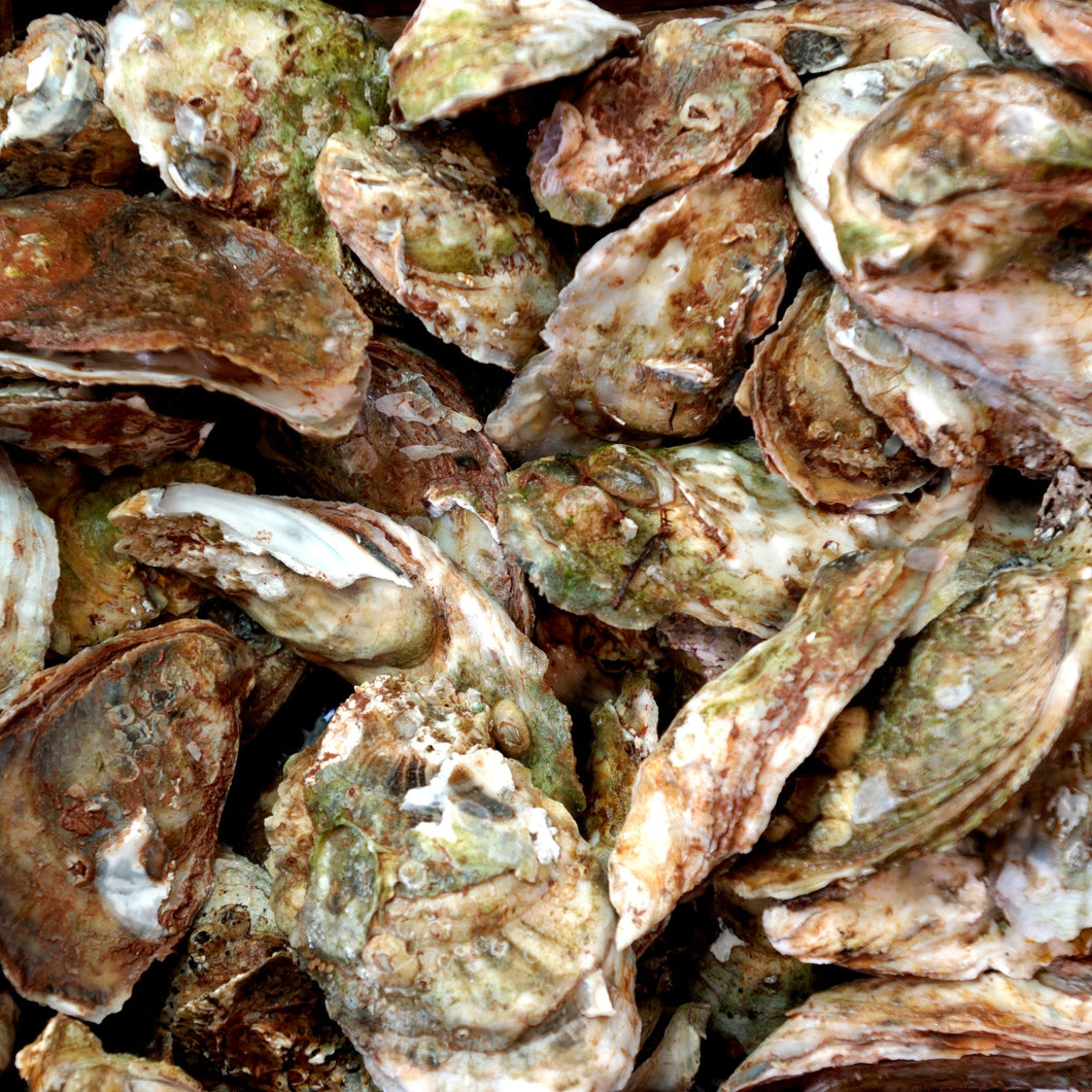 Oysters - Blue Point, Live, Farmed, 100ea