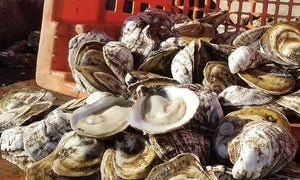 Oysters - Dixon Point, Live, Farmed, 100 Ea