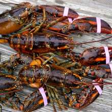 Load image into Gallery viewer, Lobster - Canadian, Live, Wild, 1 1/4lb and 1 1/2lb sold by pound
