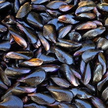 Load image into Gallery viewer, Mussels - PEI, Live, Farmed, sold by pound
