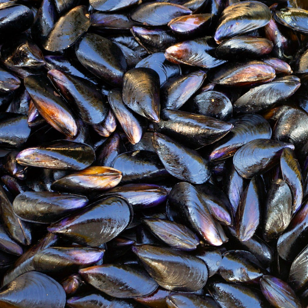 Mussels - PEI, Live, Farmed, sold by pound