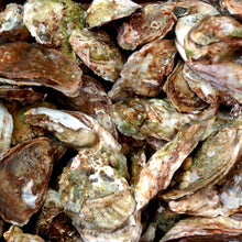 Load image into Gallery viewer, Oysters - Blue Point, Live, Farmed, 1/2dz
