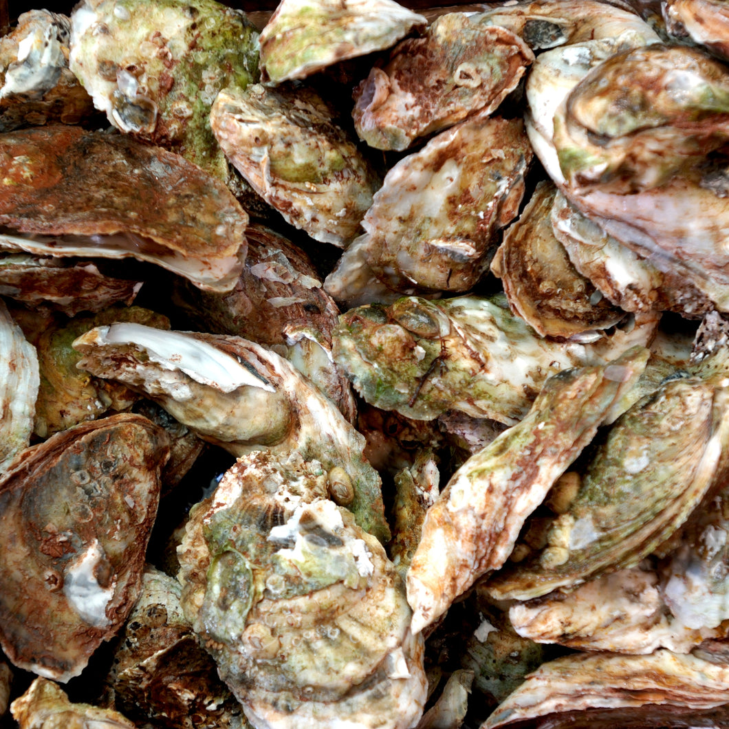 Oysters - Blue Point, Live, Farmed, 1/2dz